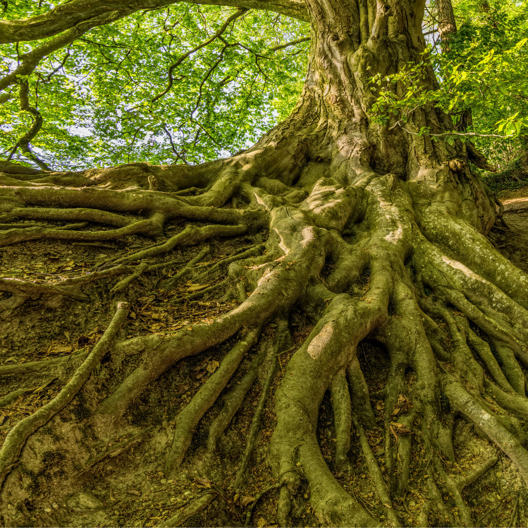 Big tree with damage root