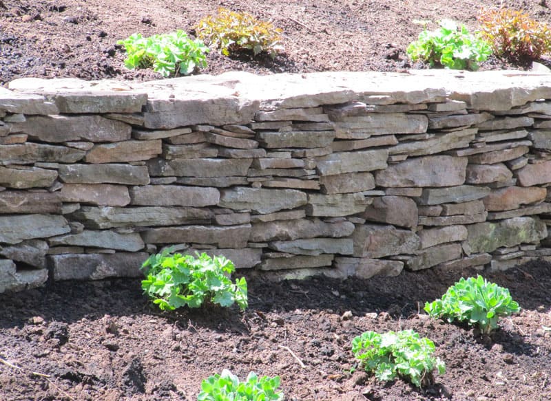 Stone wall in landscaping design with small plant