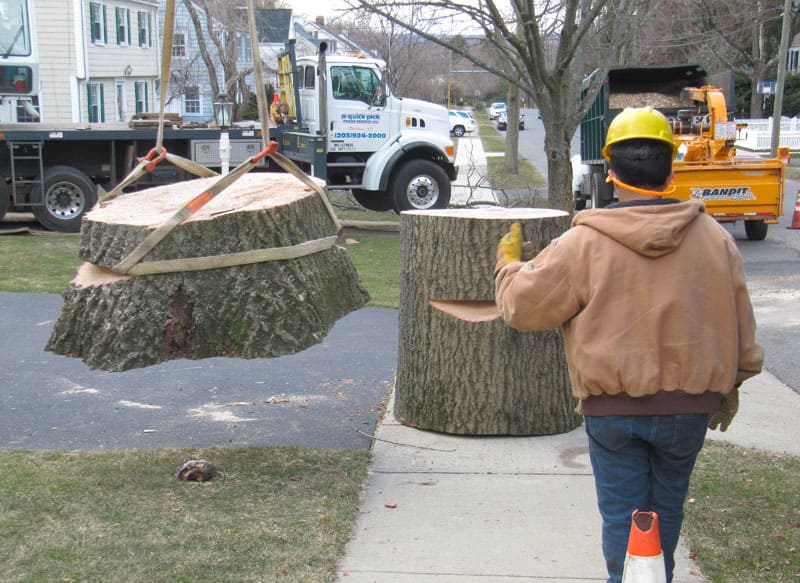 Big tree cutting and maintenance by Sandweiss Tree team