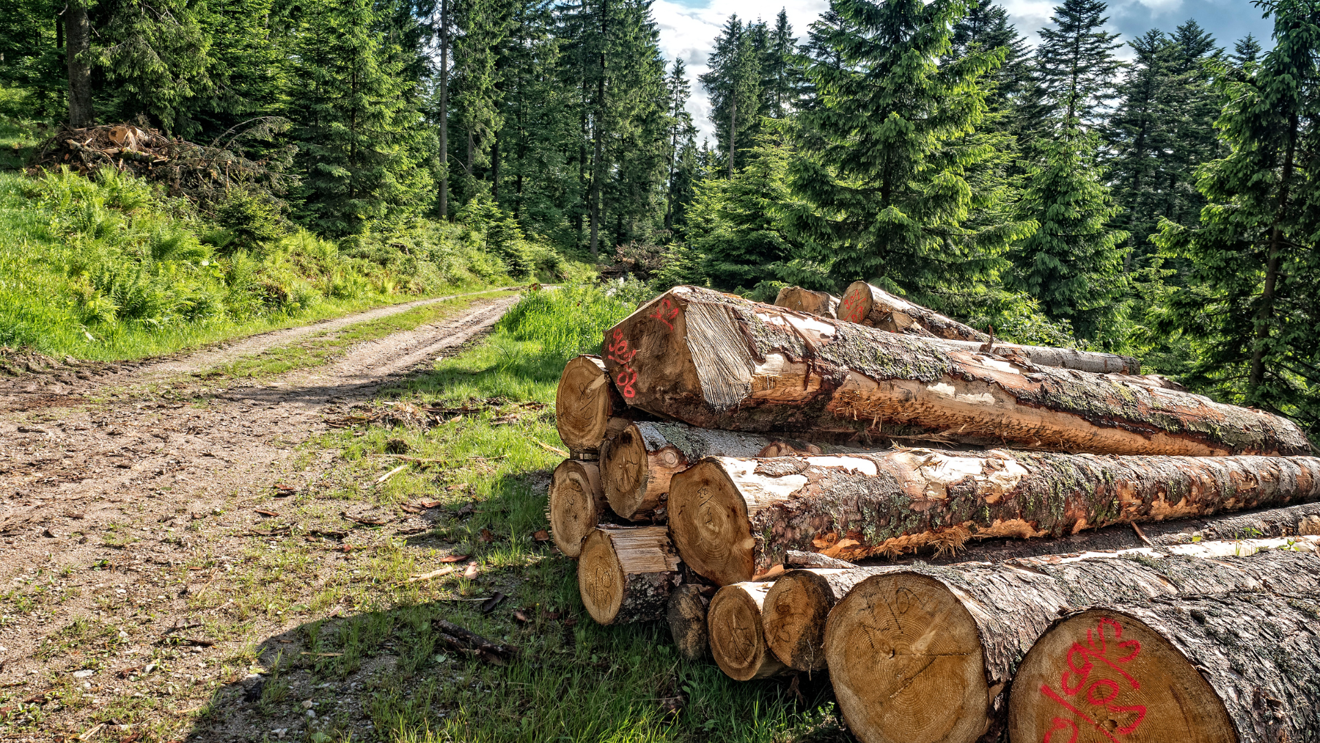 Tree Cutting Service in New Haven County Sandweiss Tree Service