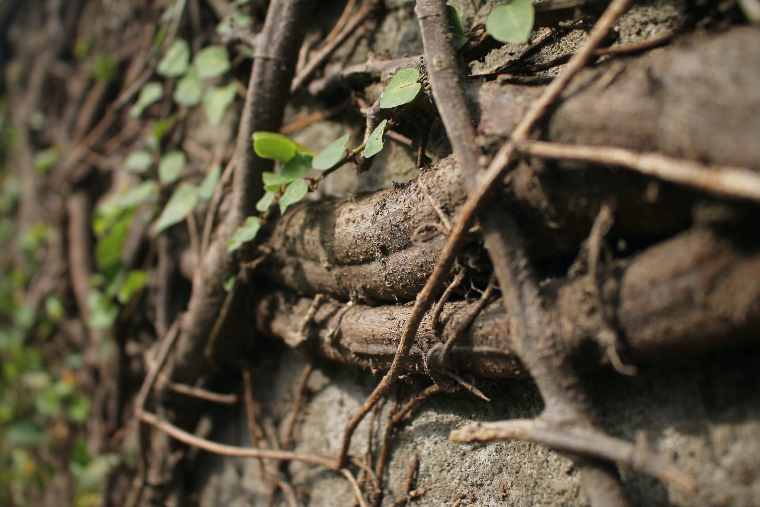 root fertilization in new haven sandweiss tree service