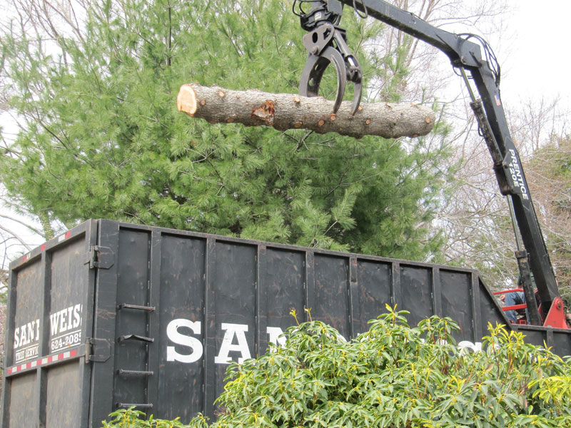 tree cutting in New Haven County