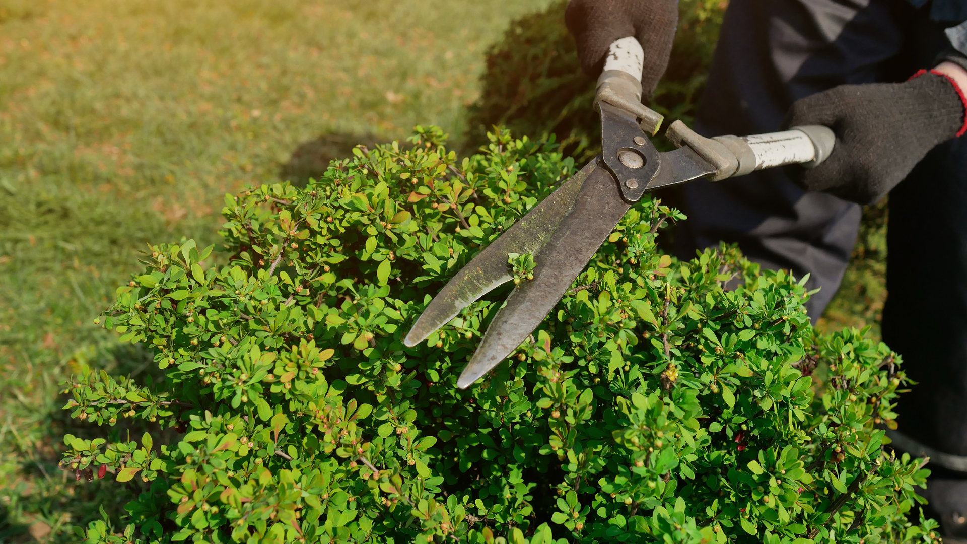 tree pruning service in New Haven County Sandweiss Tree Service